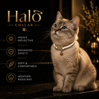 Halo Collar Set of 2