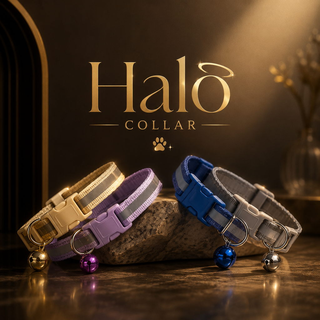 Halo Collar Set of 2