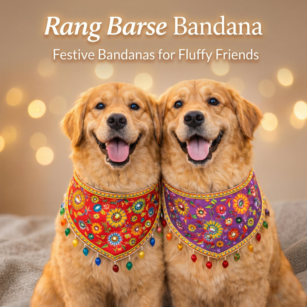 Fetch.Chew.Celebrate Set