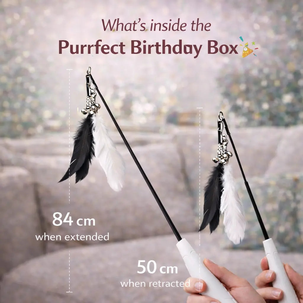 Purrfect Birthday Box